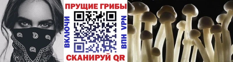 купить   Гатчина  Псилоцибиновые грибы GOLDEN TEACHER 