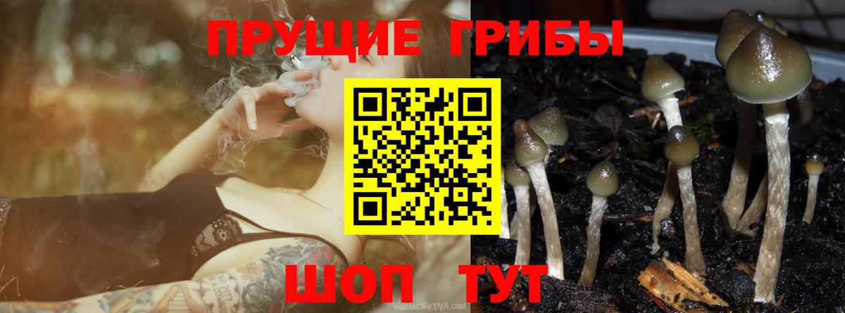 Псилоцибиновые грибы ЛСД Гатчина